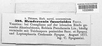 Hendersonia fusarioides image